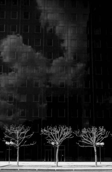 La D?fense, trois arbres