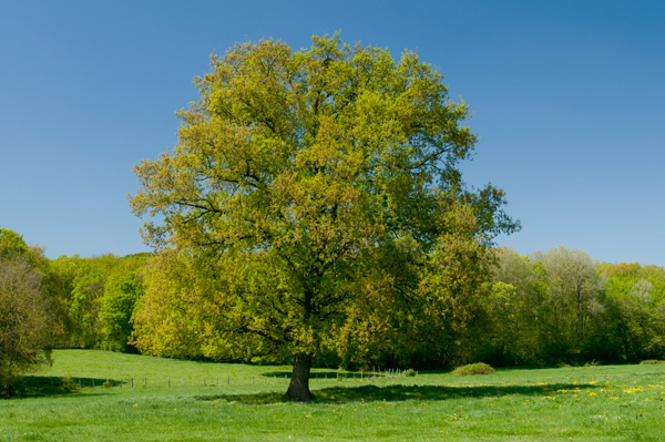 Arbre seul 3766