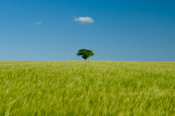 Champ et arbre seul 3829