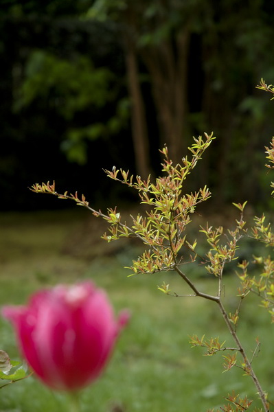 Jardin parisien - 0976