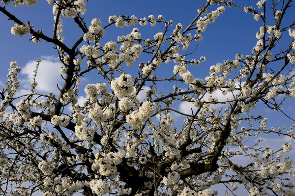 Cerisiers en fleurs _084