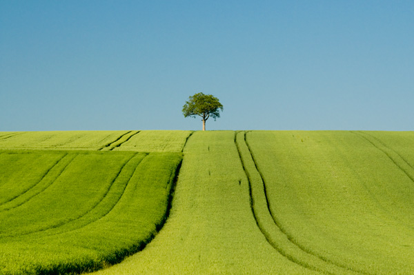 Champ et arbre seul 3811