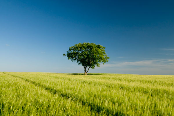 Arbre seul 3834