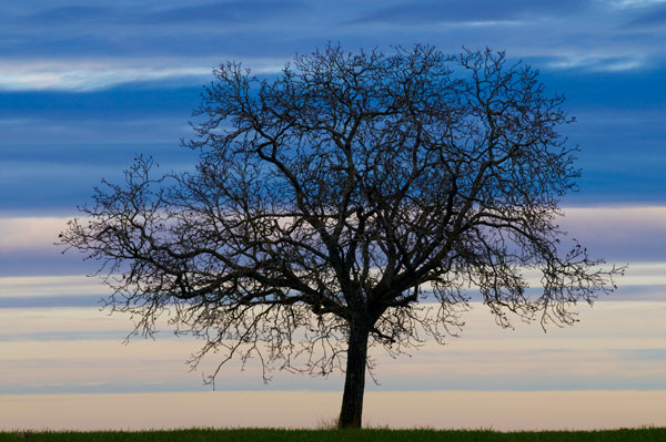 Arbre en hiver 4246