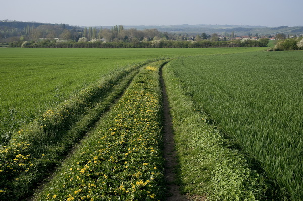 Chemin vert 4811