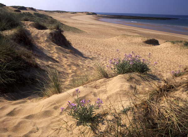 Dunes du Jaunay 19