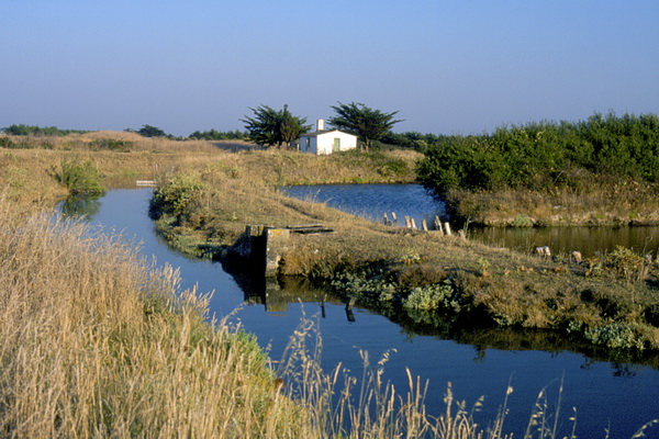 L'Ile d'Olonne, marais 04