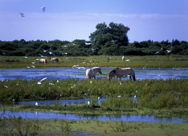 Marais du Crotoy 08