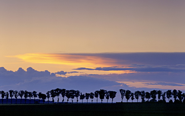 Nemours, arbres align