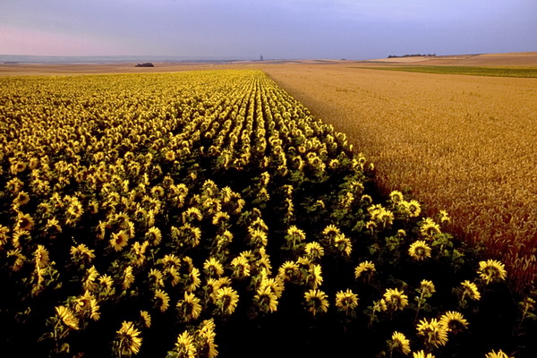 Yonne, tournesols