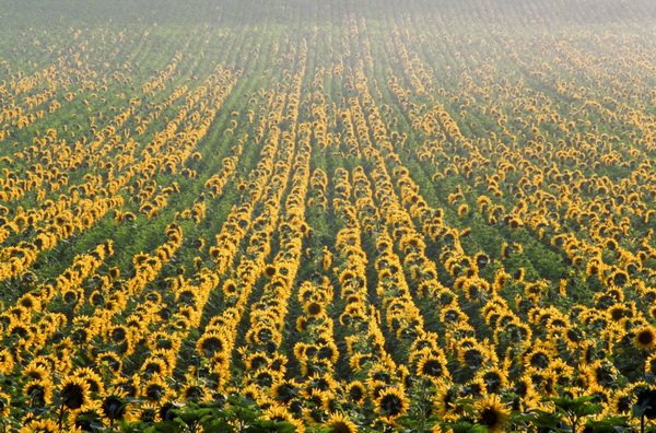 Champ de tournesols