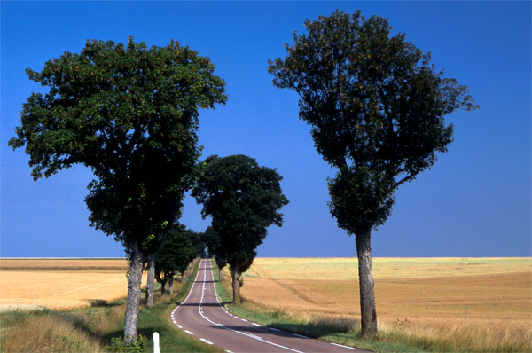 Yonne, route bord?e d'arbres